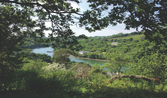 tregothnan